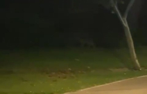 يافا: رصد ثعالب "ابن آوى" في متنزه العجمي 